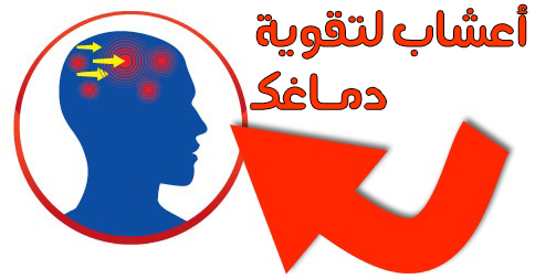 اعشاب لزيادة الذكاء