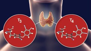 ثلاثي يود الثيرونين (T3) وظائفه وتحليله وما يدل عليه في صحة الجسم