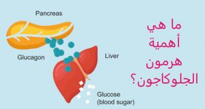 ما هي أهمية هرمون الجلوكاجون؟