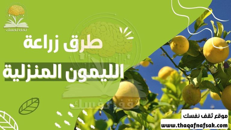 طرق زراعة الليمون المنزلية