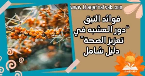 فوائد النبق